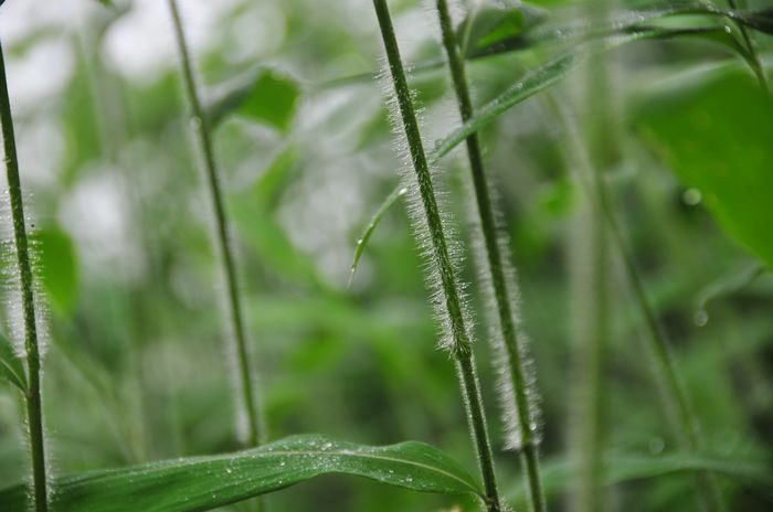 露珠 摄影 冬林