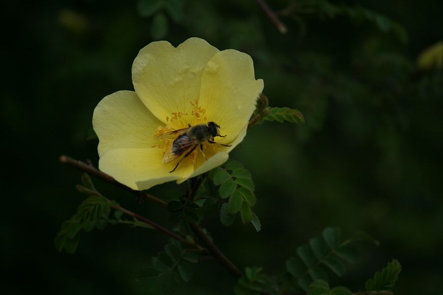 蜂恋花 摄影 月儿湾湾