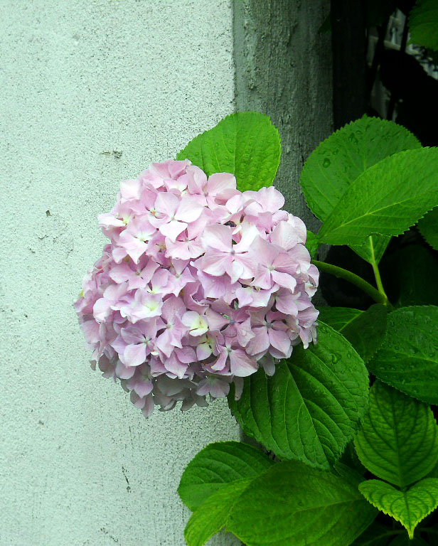 绣球花 摄影 慕名花开