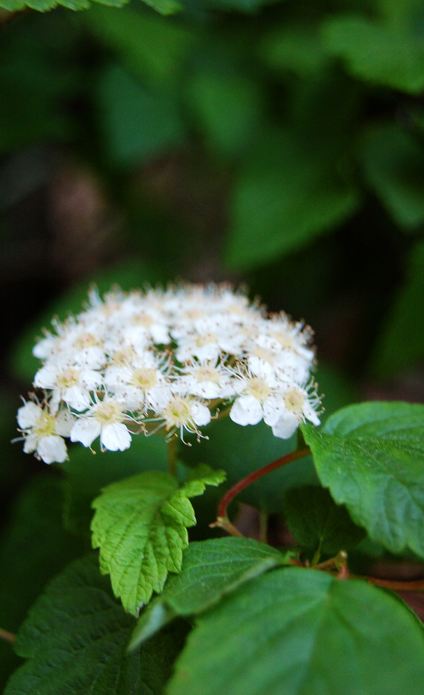 黄山 野花 摄影 小飞侠0822