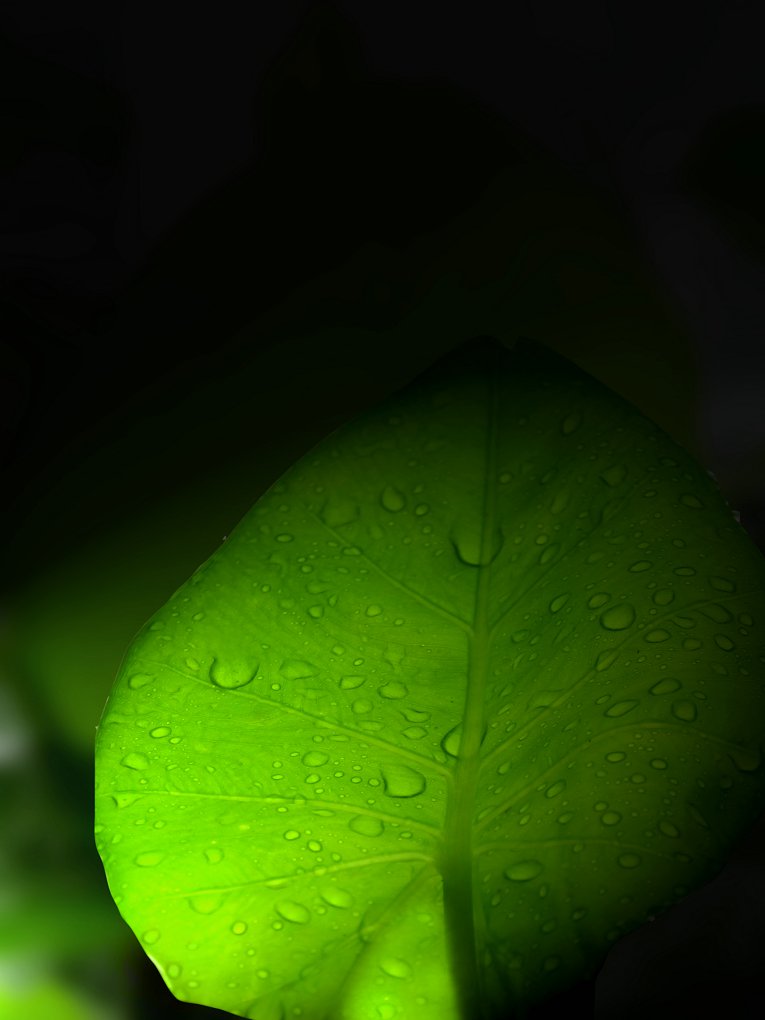 浸透雨水的绿叶 摄影 我的光影世界