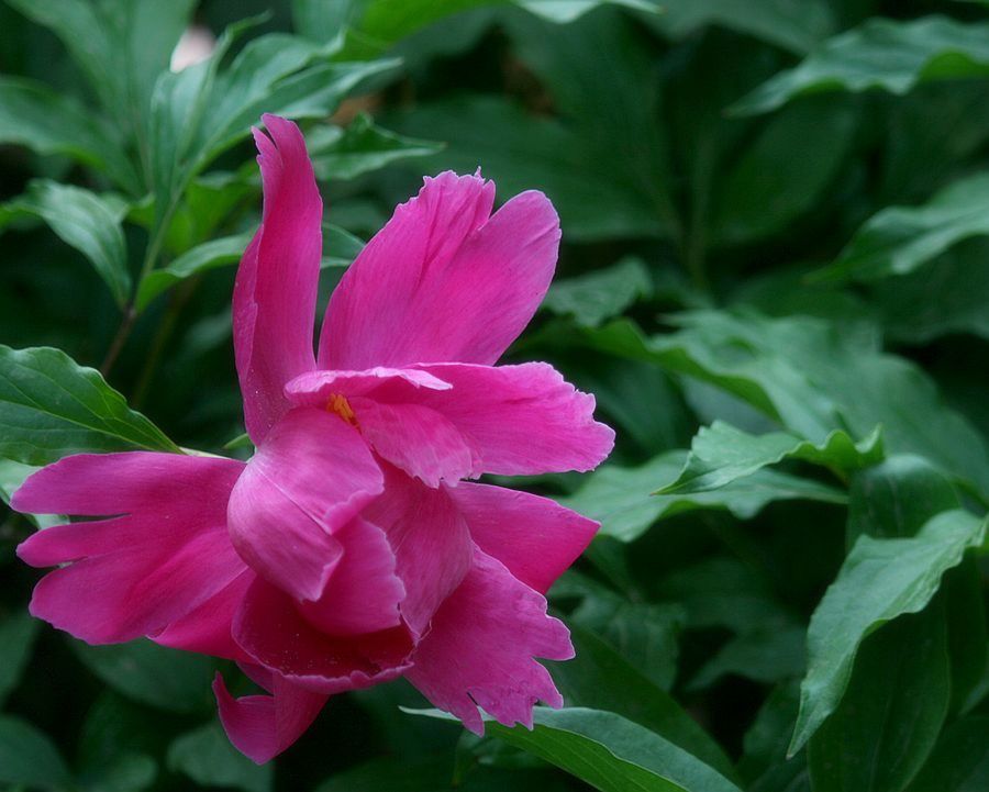 芍药花开 摄影 月儿湾湾