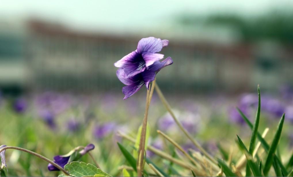 花 摄影 小俊俊