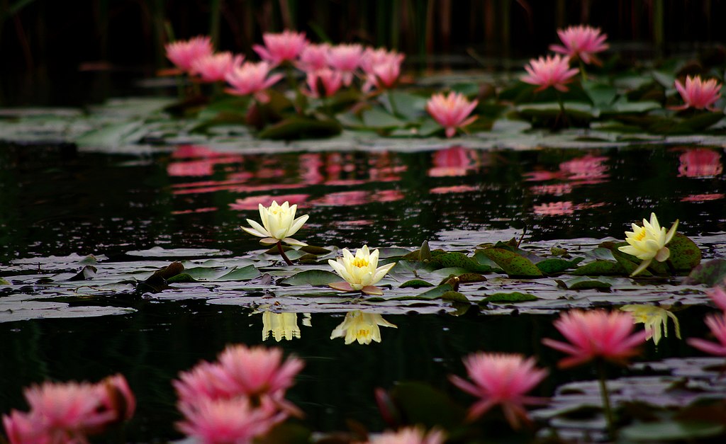 ~莲花~ 摄影 心有芊芊