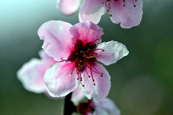 桃花 摄影 江湖鹰