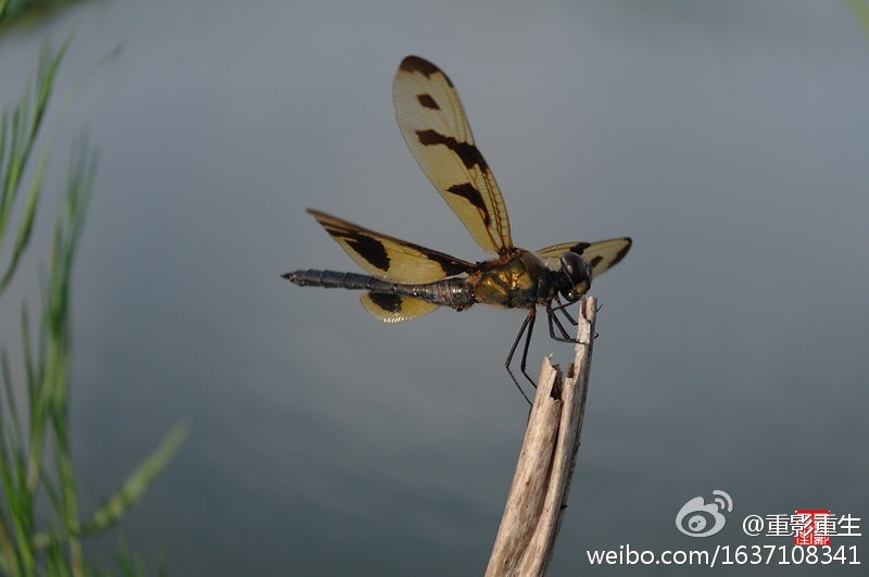 准备起飞 摄影 郑良毕