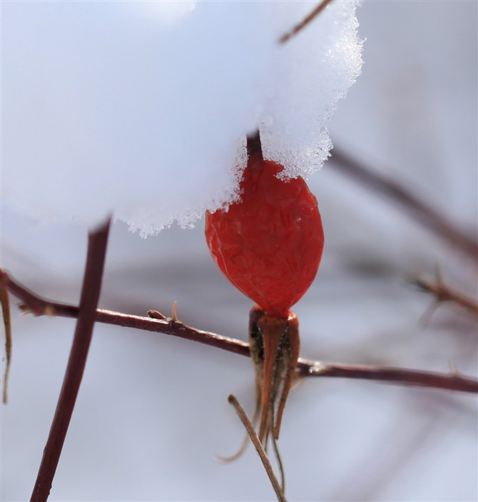 雪里红 摄影 土拉喀