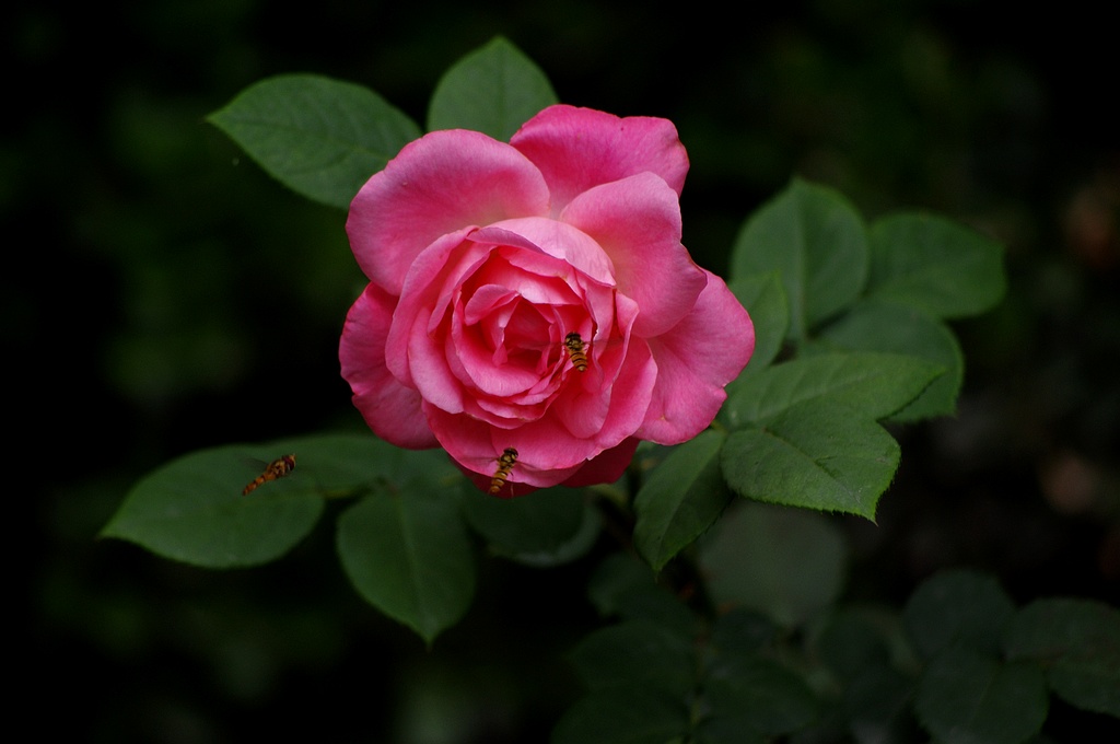 月季花 摄影 心有芊芊