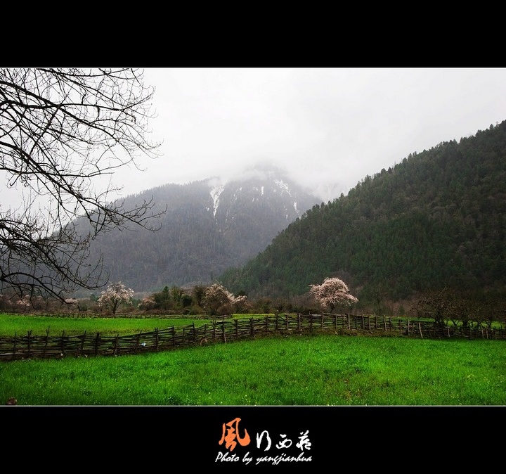 风行西藏－雪域春意 摄影 听涛堂