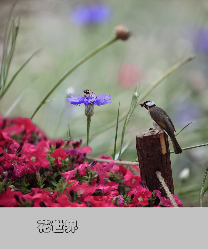 花世界 — 花鸟虫趣 2011（076） 摄影 满世界