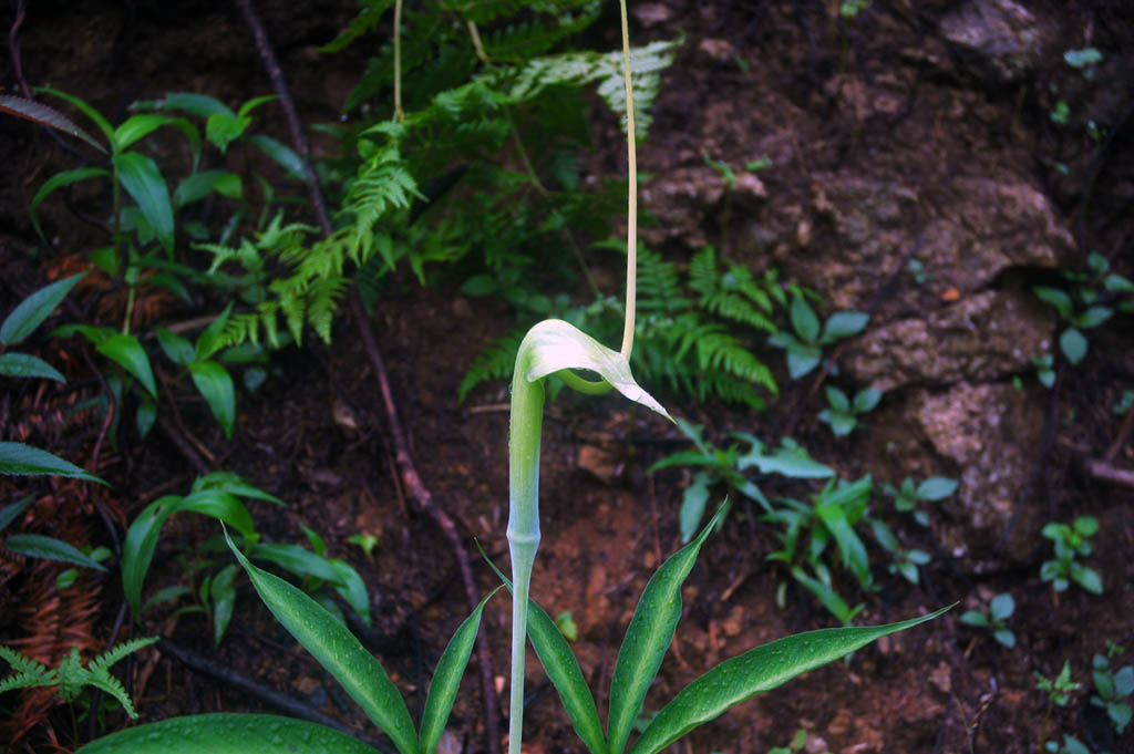 野生草 摄影 深山的绿叶