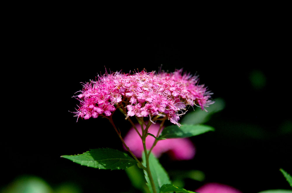 张家界 摄影 夏日雨荷