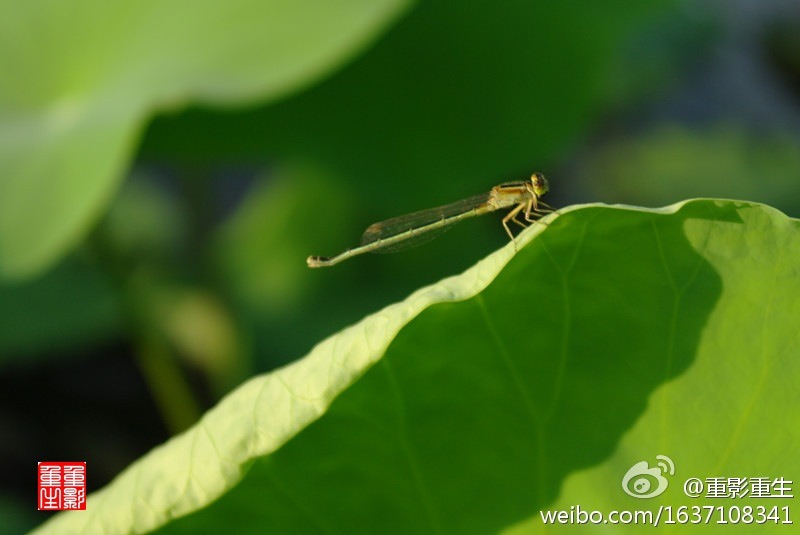 蜻蜓 摄影 郑良毕