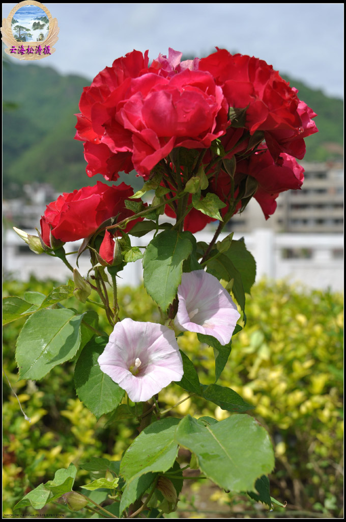 月季花儿开5 摄影 云海松涛