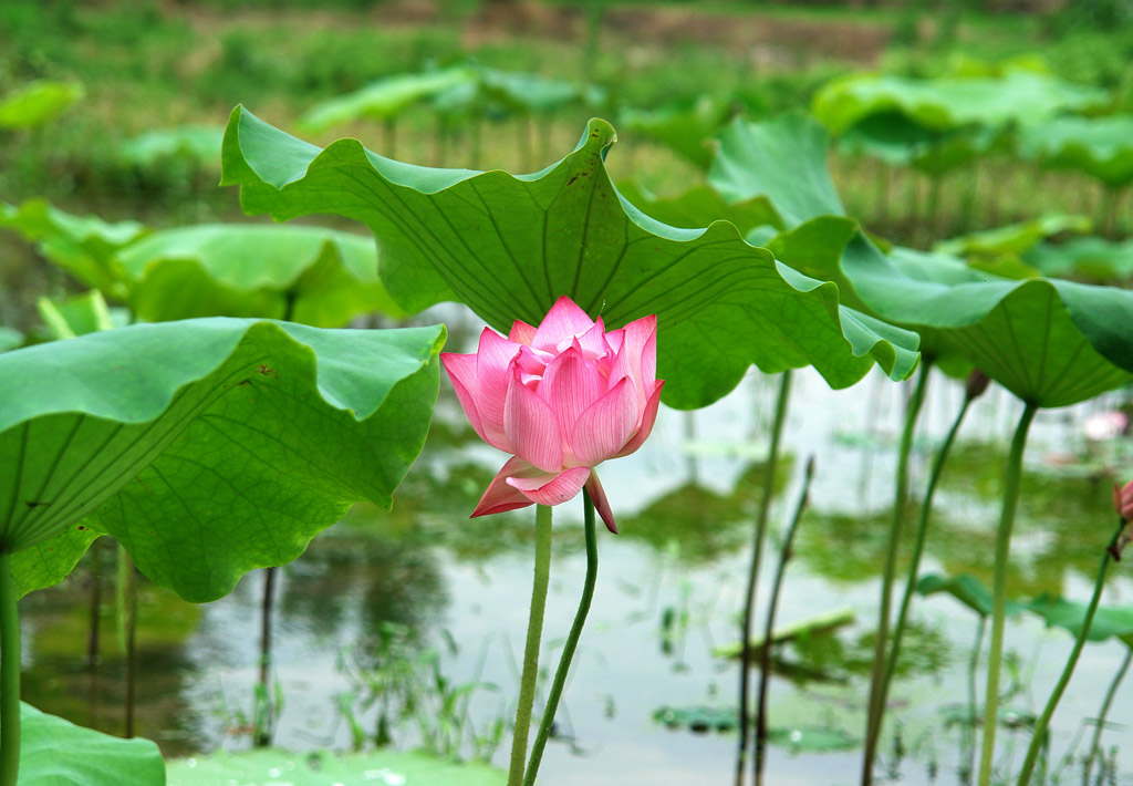 夏荷 摄影 huweihua