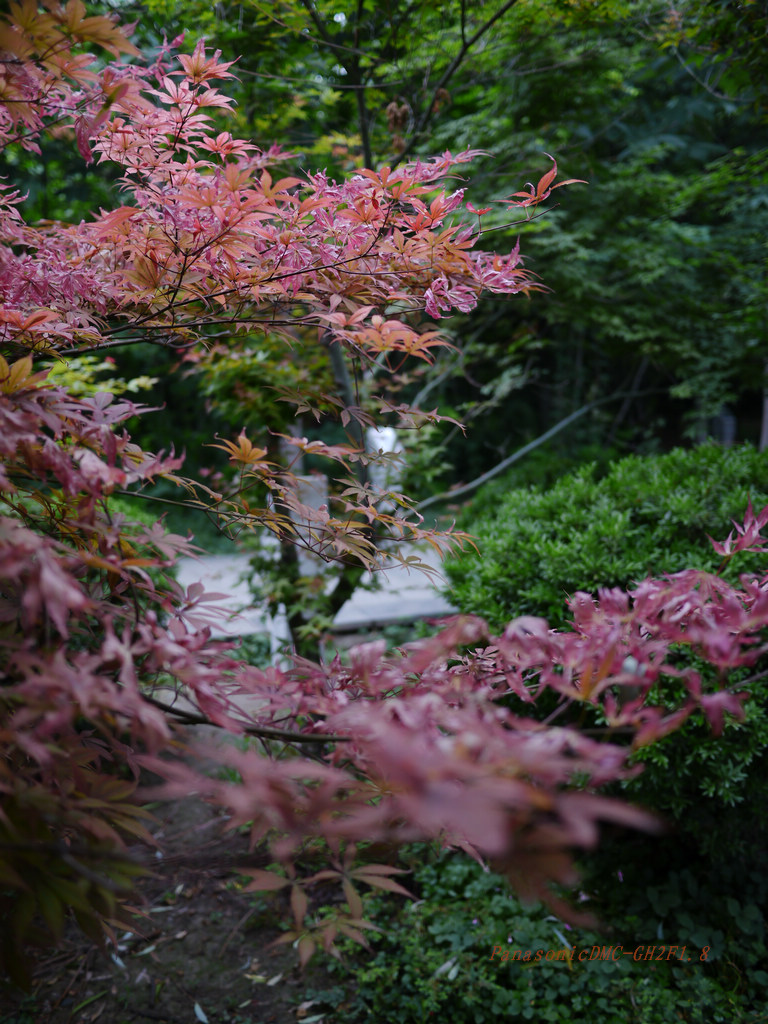 鸡爪小红叶 摄影 紫竹林