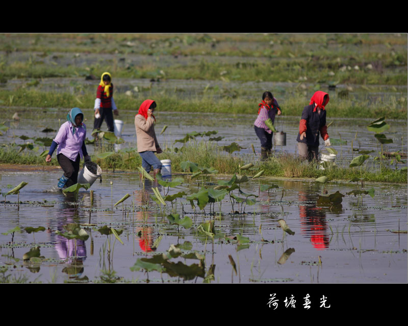 荷塘春光 摄影 化石