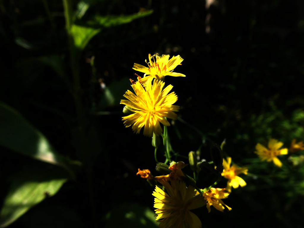 野花 摄影 夏风220