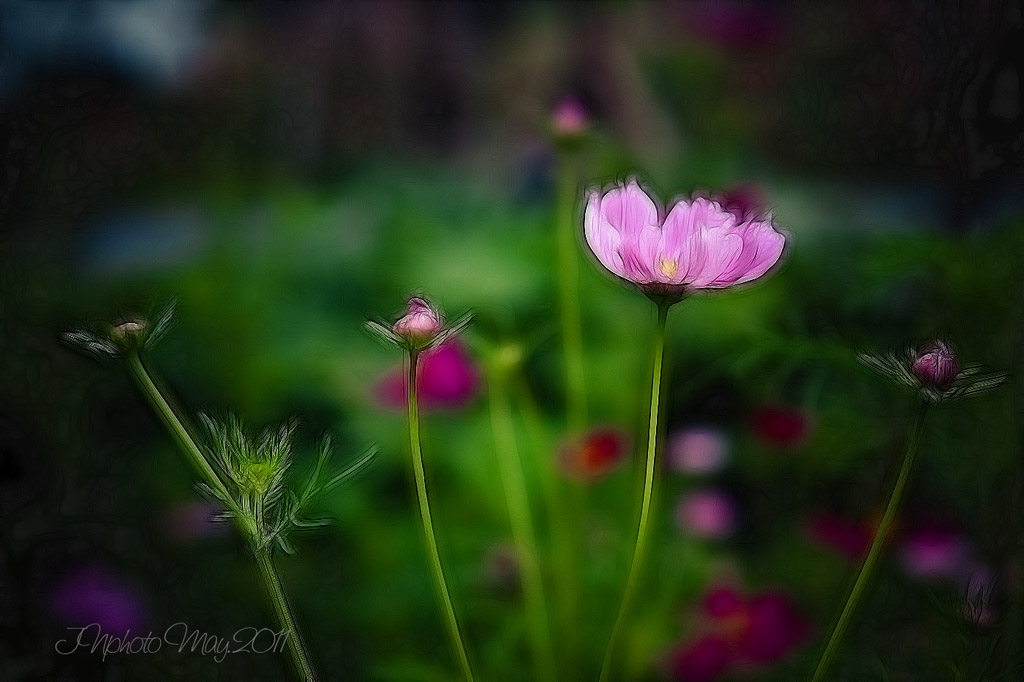 那些花儿 摄影 暗房小工