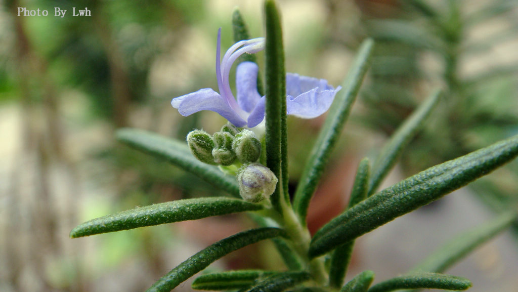 迷迭香花 摄影 聊无痕