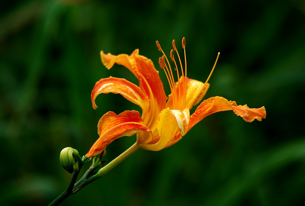 萱草花 摄影 心有芊芊