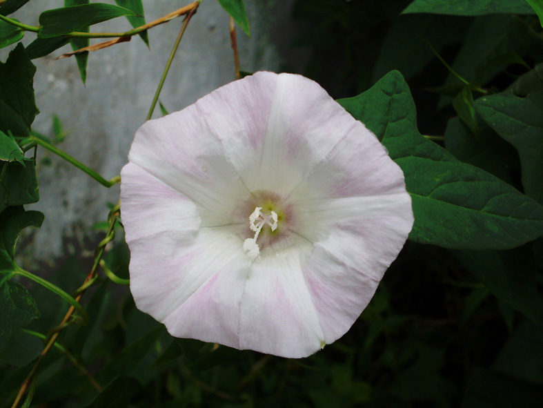 牵牛花 摄影 沙漠之歌