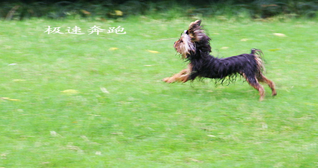 极速奔跑 摄影 空谷听风