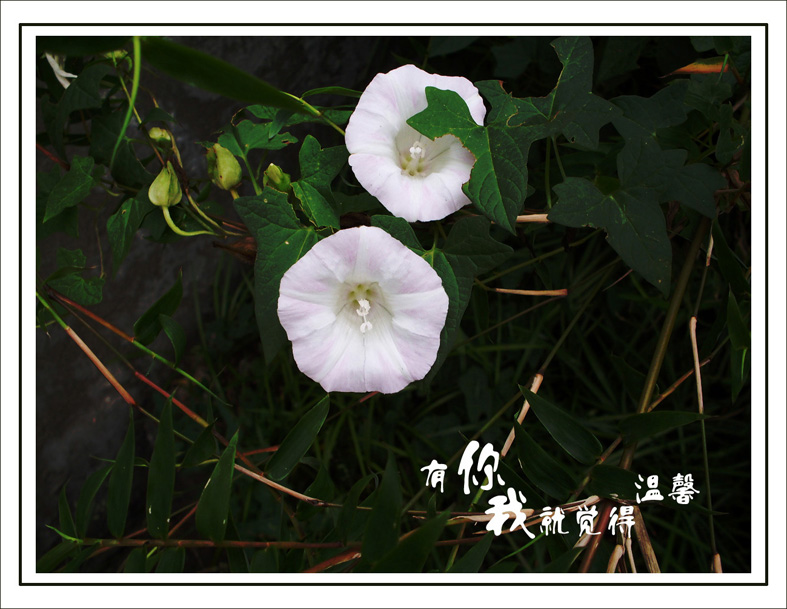 有你我就觉得温馨 摄影 沙漠之歌