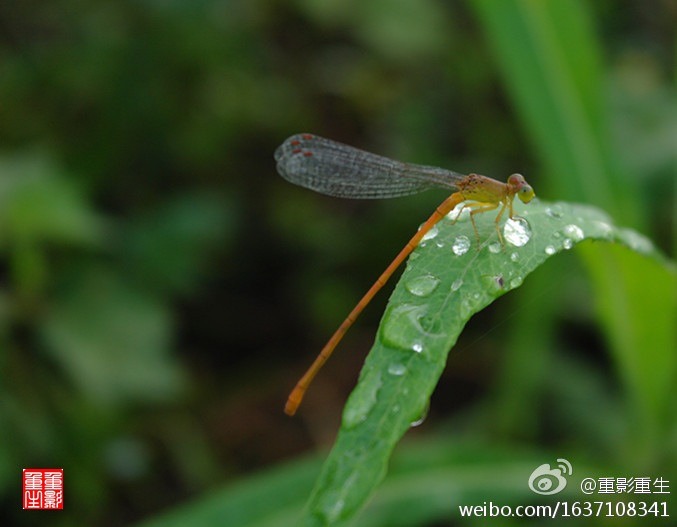 蜻蜓 摄影 郑良毕