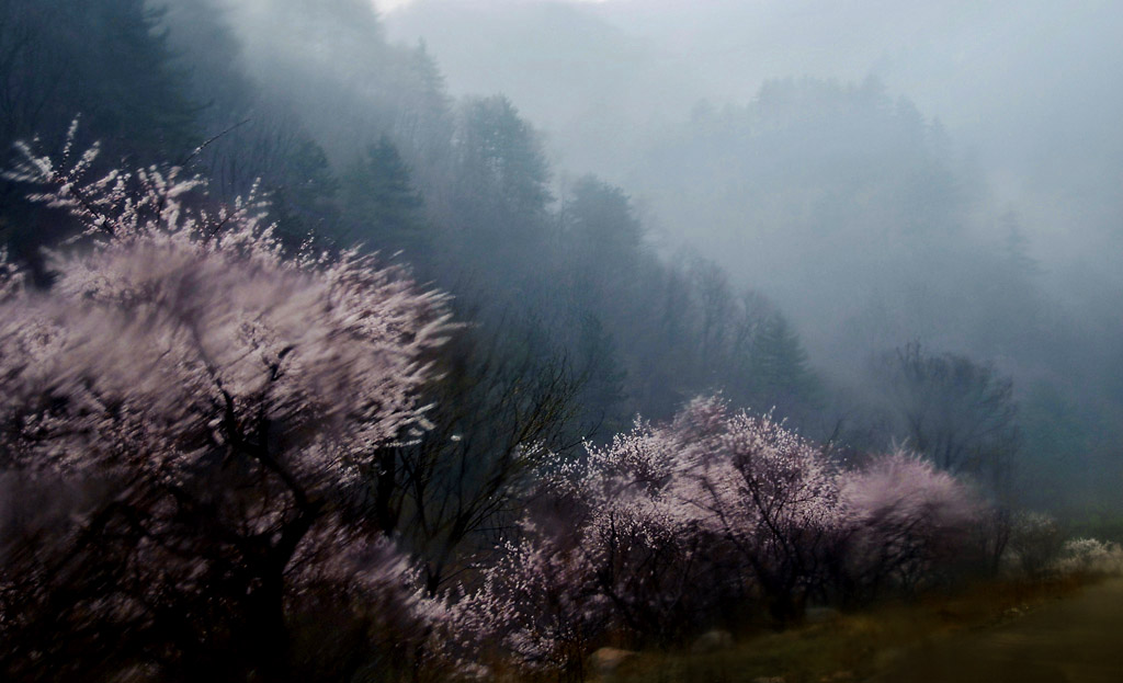 雨打桃花山愈静 摄影 朝花夕摄