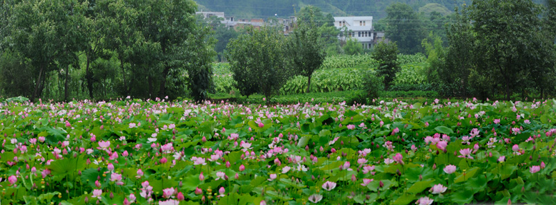 繁花似锦 摄影 时颖