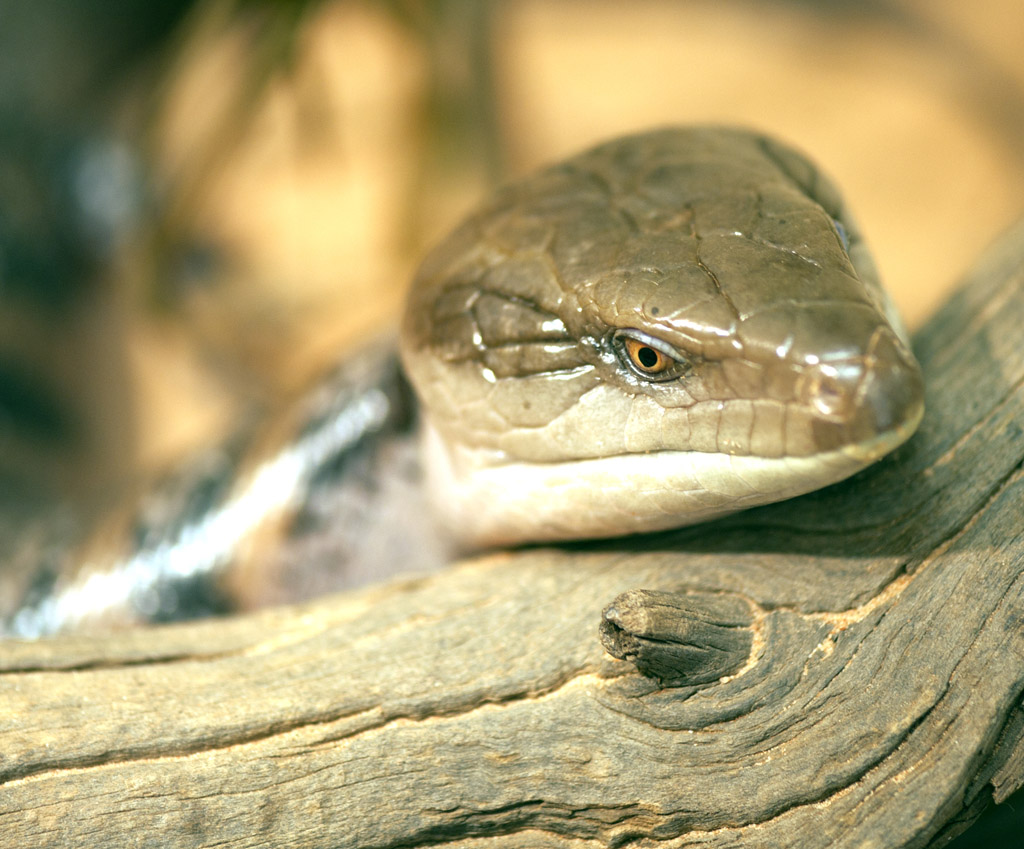 Blue Tongue Lizard 摄影 Escape