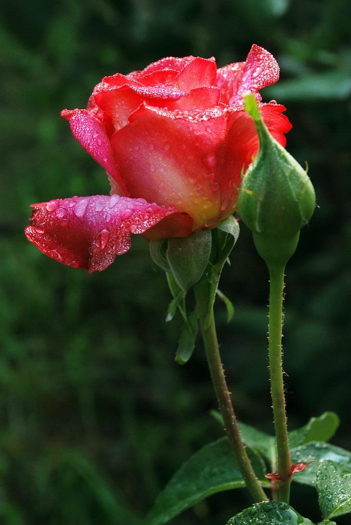 月季花  60 摄影 三届