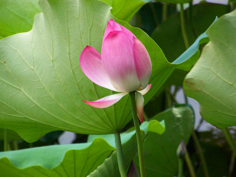 东湖荷花 摄影 狐狸0