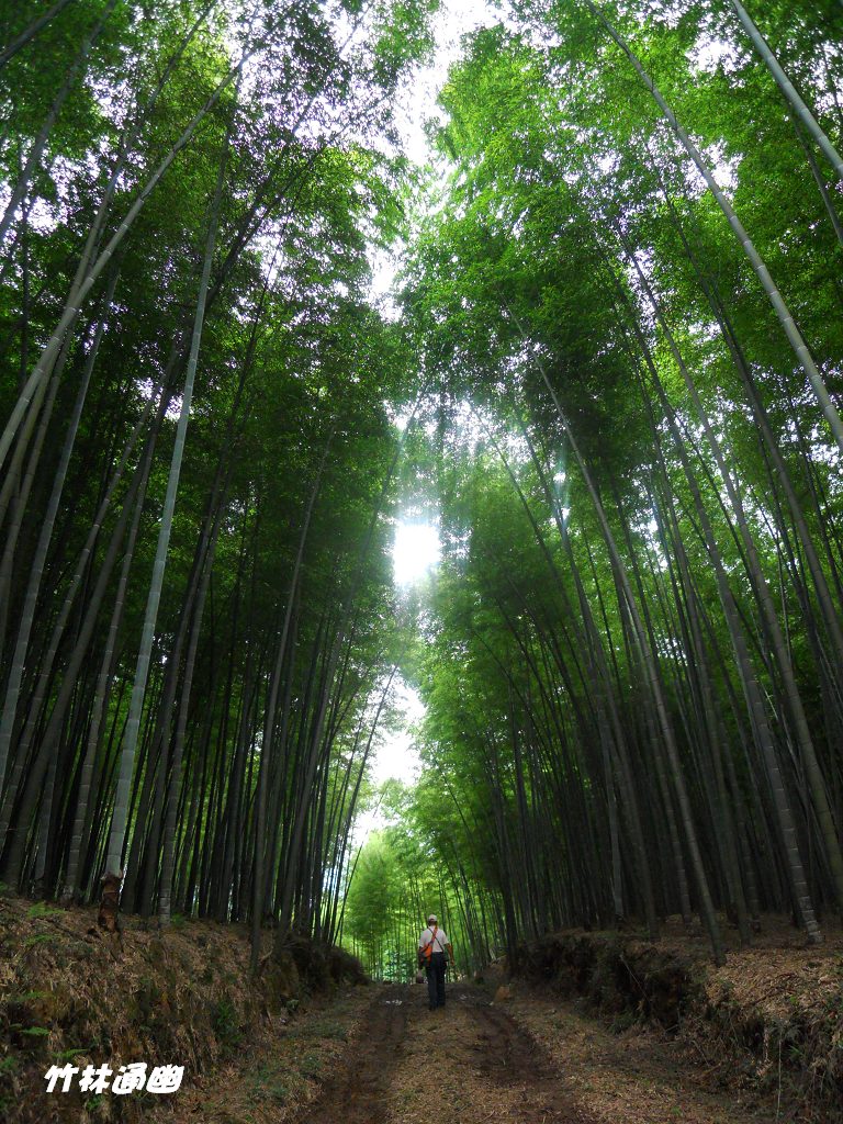 竹林之路 摄影 淘金山