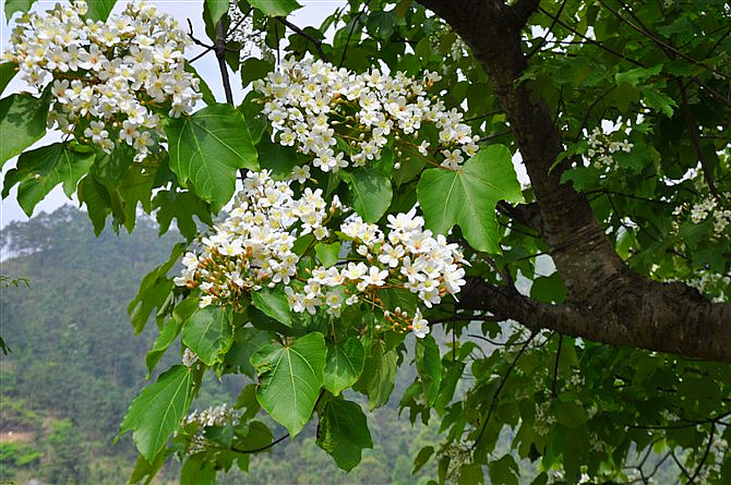 油桐花 摄影 梨花飞雨