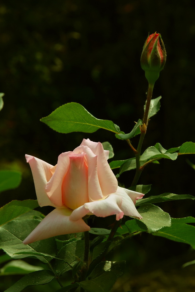 月季花  67 摄影 三届