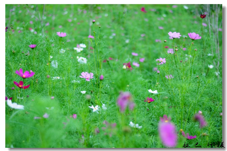 花花世界 摄影 拉巴