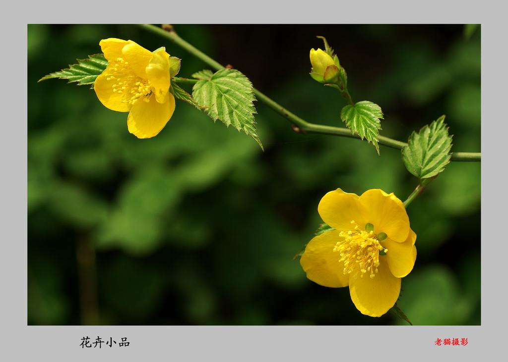 棣棠 摄影 三原老猫