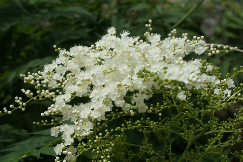 小白花 摄影 英子的秋天