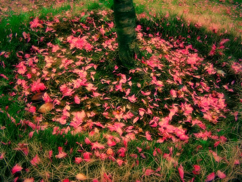 花落誰家^_^ 摄影 摇曳探花