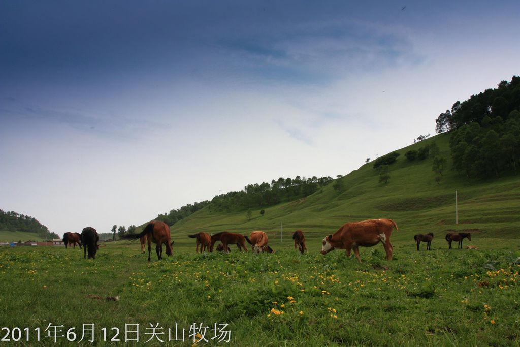 牧场 摄影 琴瑟和鸣