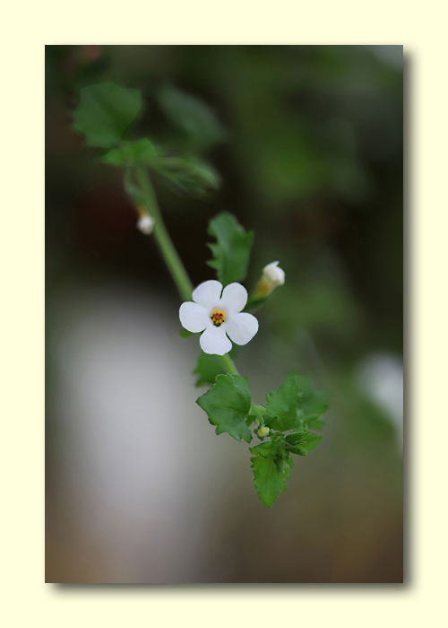 那些花儿 摄影 西西001