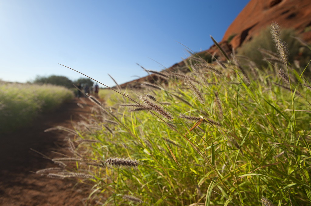 Uluru 摄影 Escape
