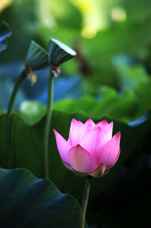 花 摄影 相思壶畔