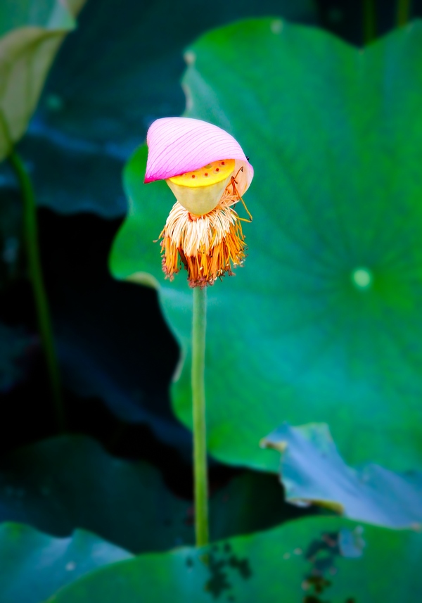 芬芳后的美丽 摄影 上关风