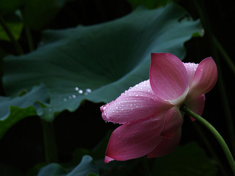 雨荷暗香 摄影 快乐之斿