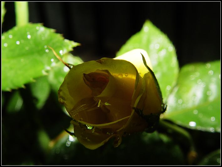 雨后花苞 摄影 红棉