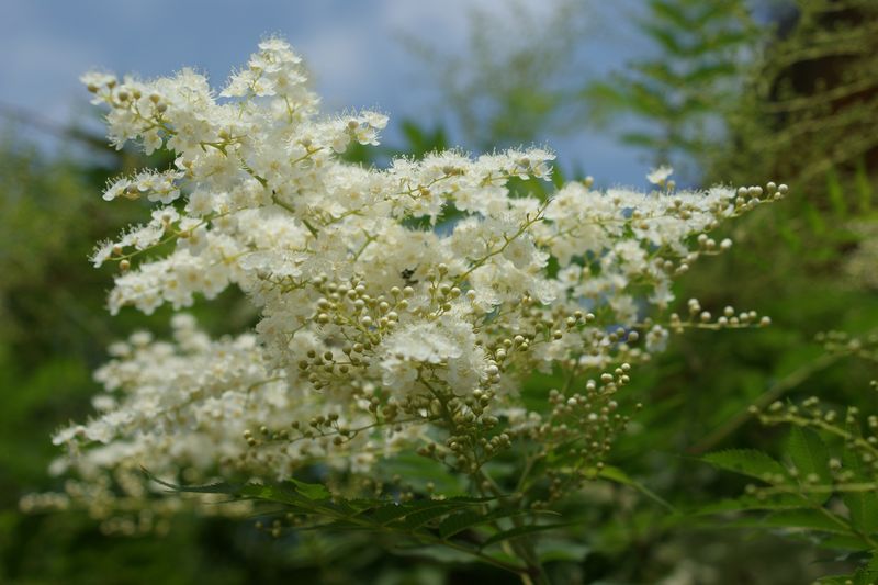 小白花 摄影 英子的秋天