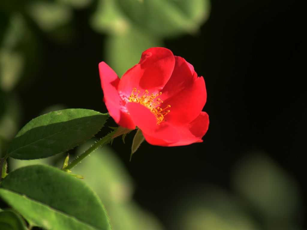 塔什干住宅的花儿 摄影 细雨芳菲